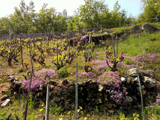 An interview with Louis Terral, Merignat, Bugey