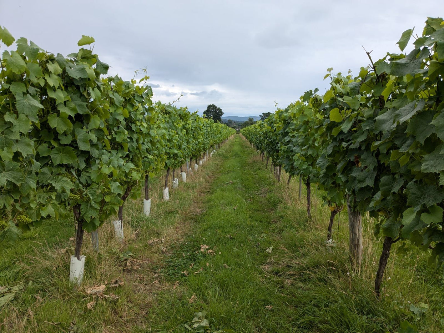 Dave Morris, Mountain People Wines