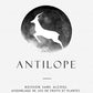 Romain Des Grottes Antilope 2025 Soft Drink, Beaujolais