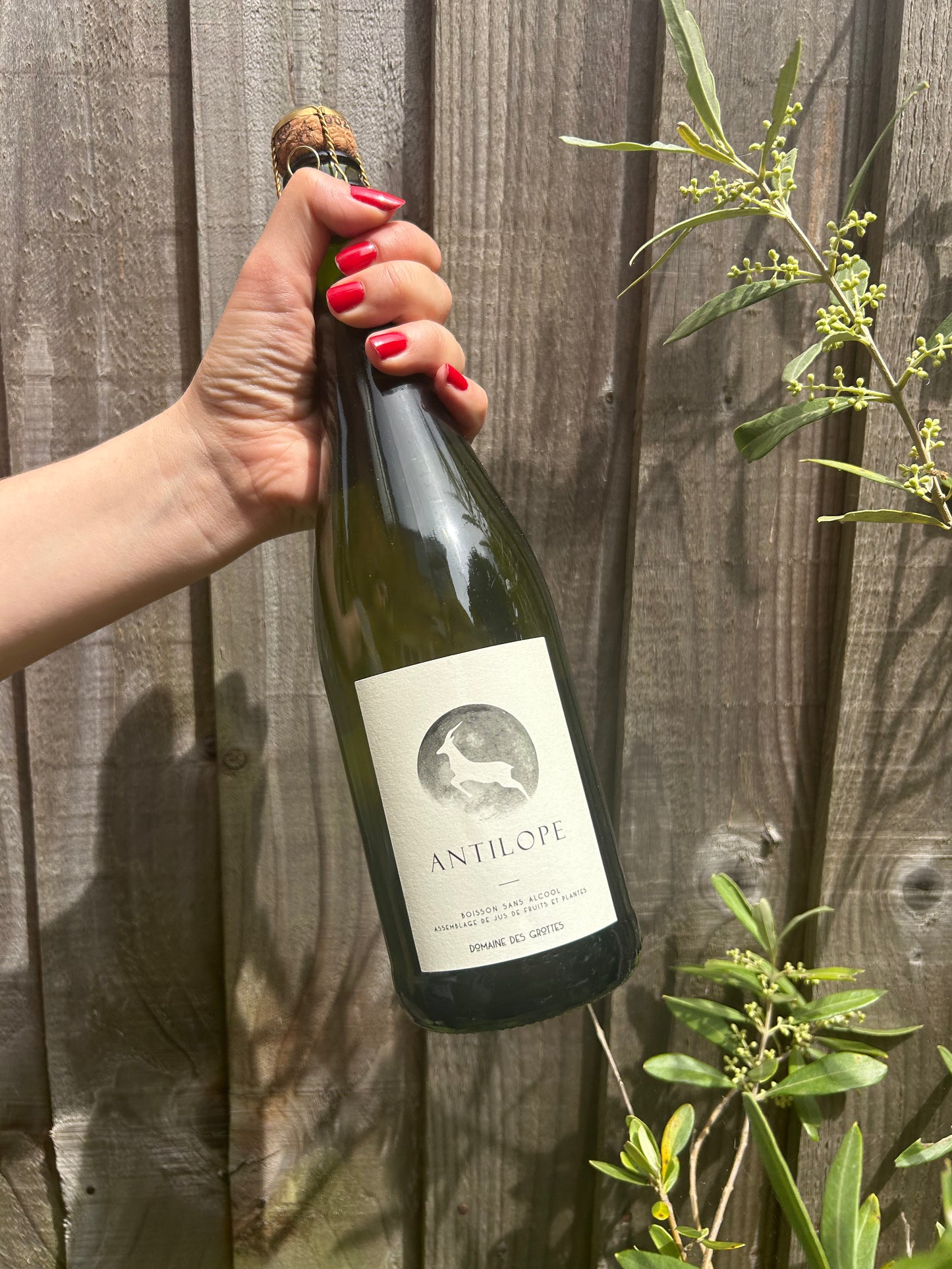 Romain Des Grottes Antilope 2025 Soft Drink, Beaujolais