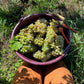 HPW - Vins Hodgson Harvest Wine 2022